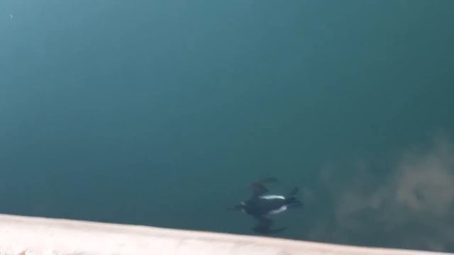 Pingouin torda (Le Petit Pingouin) By Gravettes Tv смотреть онлайн