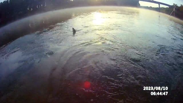 Fly fishing. На зорьке ...нимфинг . смотреть онлайн
