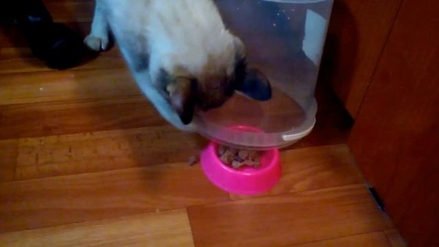 КОТОловка,или прикол над кошкой смотреть онлайн