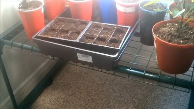 Starting cold crop plants (brussel sprouts and collards) indoors Part 1 смотреть онлайн