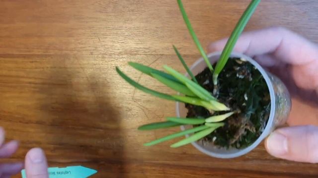 Leptotes Bicolor Orchid #Carecollab