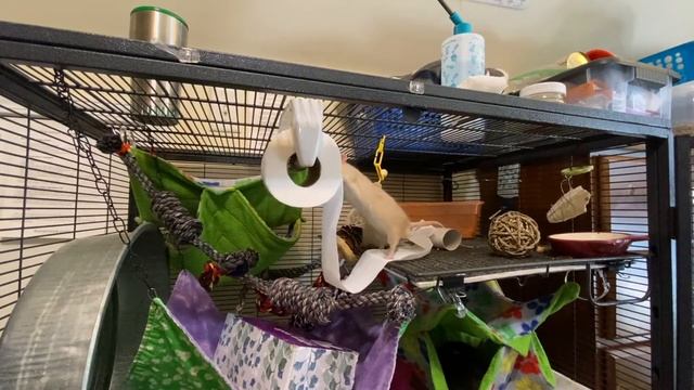 Super Cheap Enrichment for your Rats! смотреть онлайн