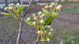 Третья весення обработка сада(Розовый бутон).