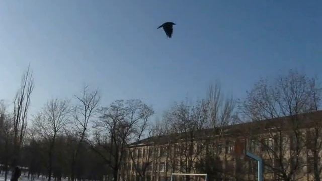 вОрон смотреть онлайн