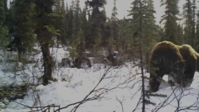 Wolf Attacks Grizzly Bear