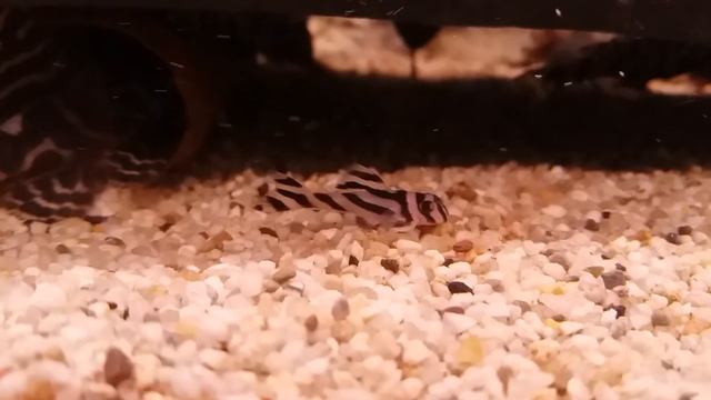 Hypancistrus Zebra L46 Choking In Bloodworm
