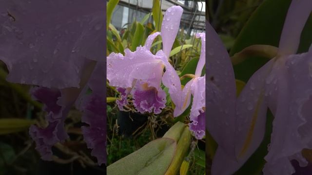 Cattleya Gaskelliana Coerulea