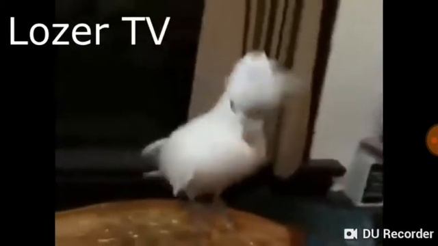 Я попугай (посмотри пж) смотреть онлайн