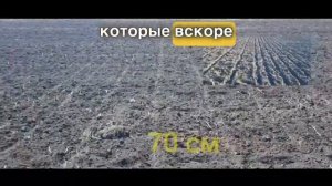 Междурядья у кукурузы: 70 см или 35 см – как лучше?