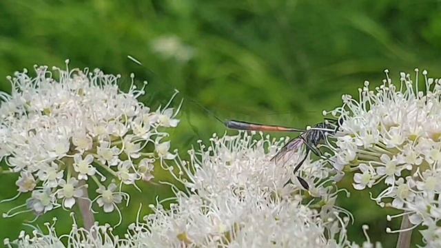 Gasteruption jaculator смотреть онлайн