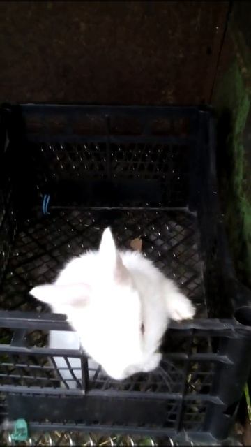 Белый Кролик, видео смотреть онлайн