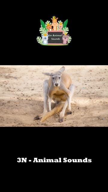 Funniest Animal Sounds In Nature: Bee, Kangaroo, Camel #animalsounds #animals #shorts  #wildlife