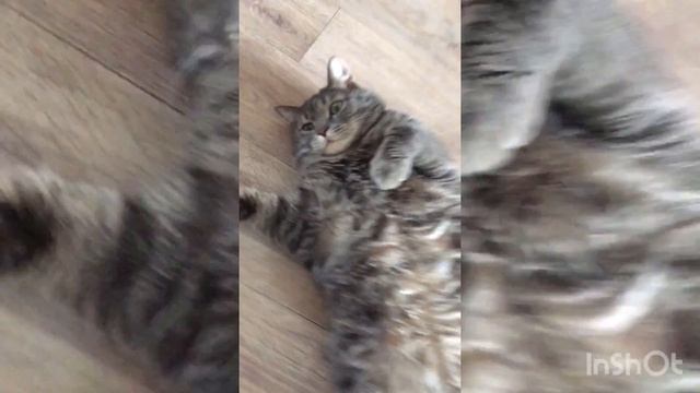 Talking cat. Говорящий кот Ахилес. смотреть онлайн