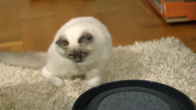 Ragdoll playing with Happy Cat scratcher toy смотреть онлайн