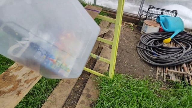 Обезьянка Маруся осваивается в теплице🩷🍓#макаки#резус #обезьянки 🐒👍 смотреть онлайн