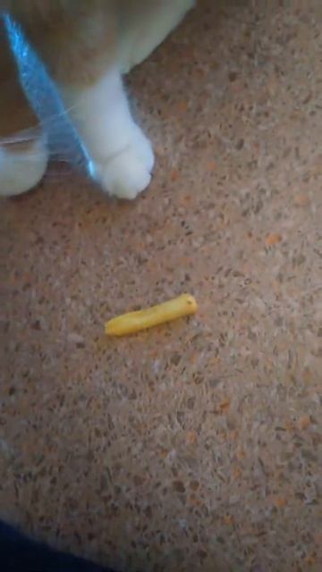 Кот ест картошку фри смотреть онлайн