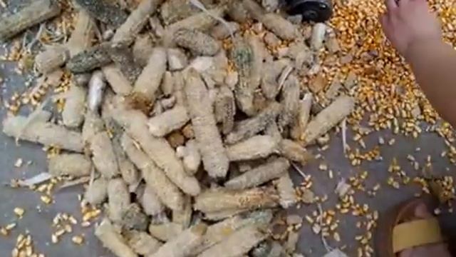 new design factory supply corn theresher corn peeling and stripping machine from Judy смотреть онлайн