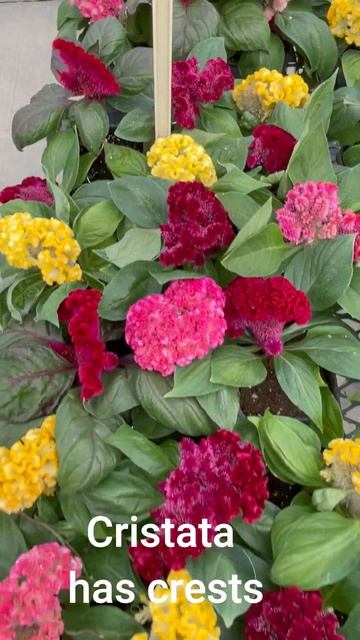 Different types of Celosia for your garden - Celebrate the Year of the Celosia смотреть онлайн
