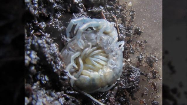 Akymnopellis Platei Mother