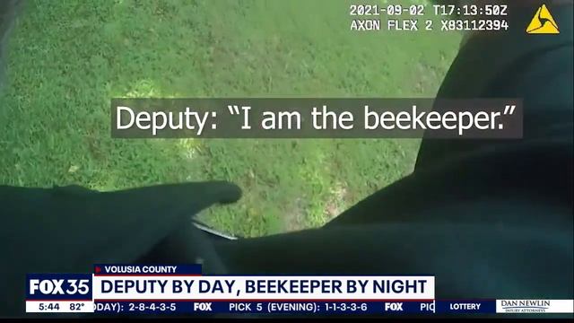 Beekeeping deputy rescues massive beehive after tree falls on Florida home смотреть онлайн