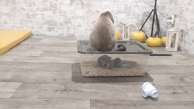 кот и хомяк смотреть онлайн