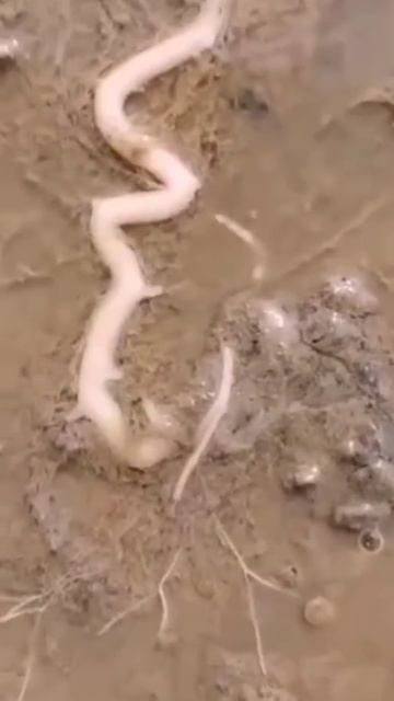 Root Worm A Wonderful Creature