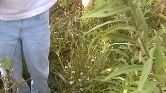 Hunting Banded Argiope Spiders смотреть онлайн