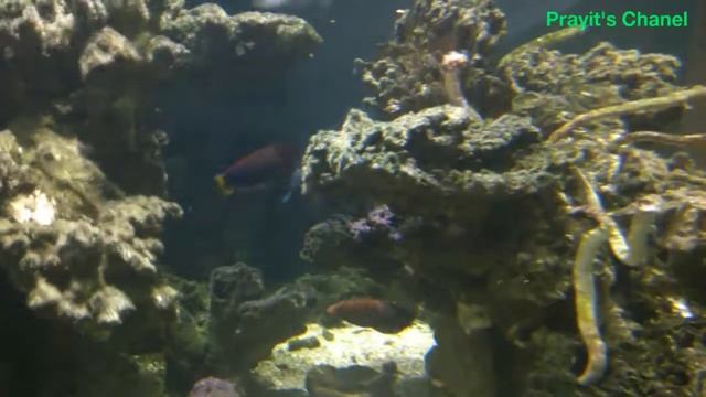 Ikan Hias salah satu terapi stress смотреть онлайн