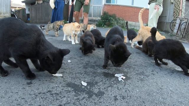【猫島】たくさんの猫達が魚のお刺身を奪い合う смотреть онлайн