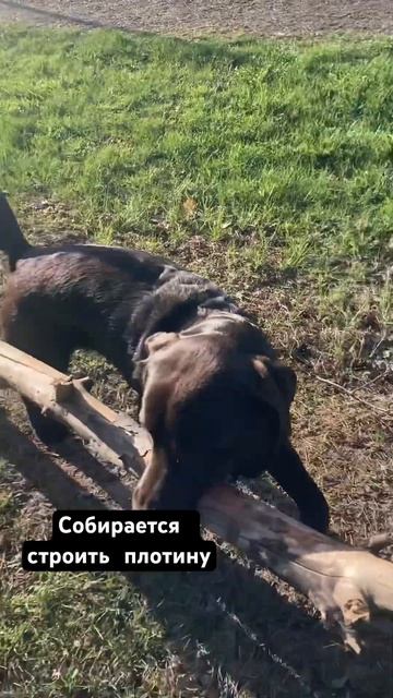 Кажется, мне продали бобра #перчик #бобер #перри #перриутконос #perrytheplatypus #beavers смотреть онлайн