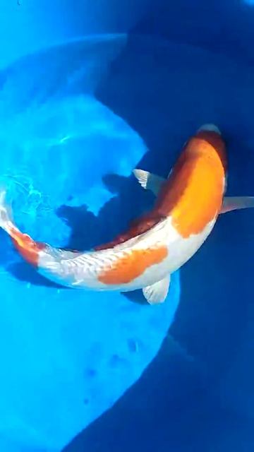 Kikusui. Marusaka. 43 Cm. 300 $. Nisai