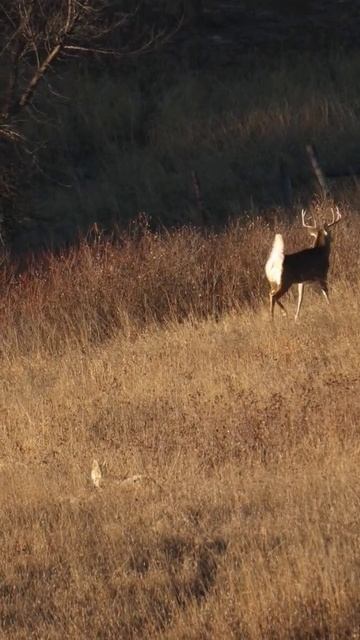 wiley doing coyote things смотреть онлайн