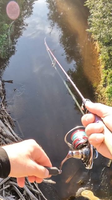 Форель с моста! #shorts #trout #форель #рыбалка смотреть онлайн