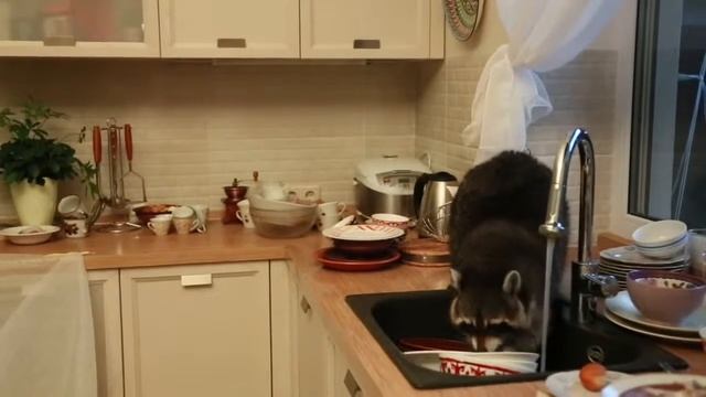 Енот забрался в чужой дом и помыл посуду  смешно и прекрасно животные молодец
