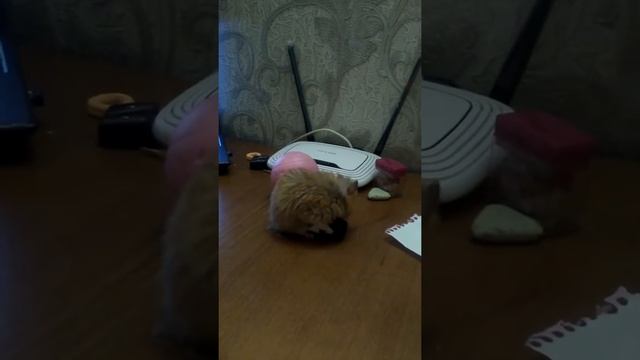 Хомяк играет смотреть онлайн