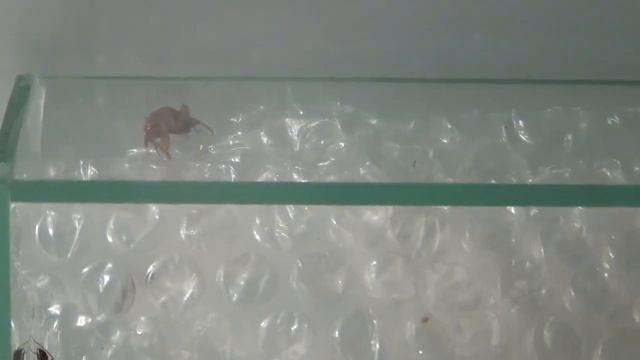 19 11 2012 Camponotus consobrinus смотреть онлайн