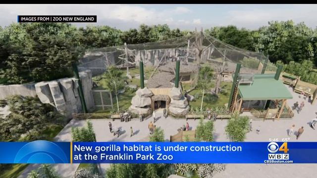 New Gorilla Habitat Is Under Construction At The Franklin Park Zoo смотреть онлайн