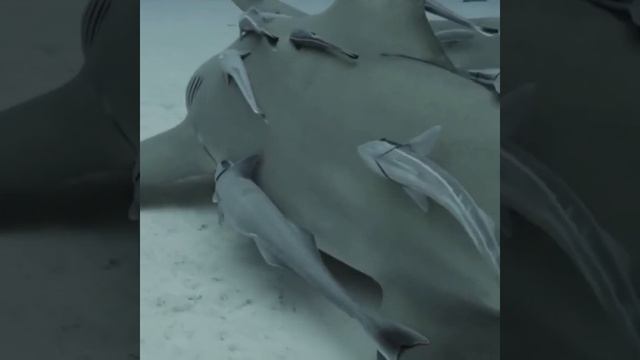 The Bahamas Shark Is Swimming Smoothly With Diverse