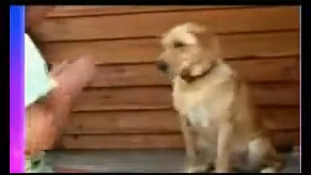 Приколы с животными Подборка 48 смотреть онлайн