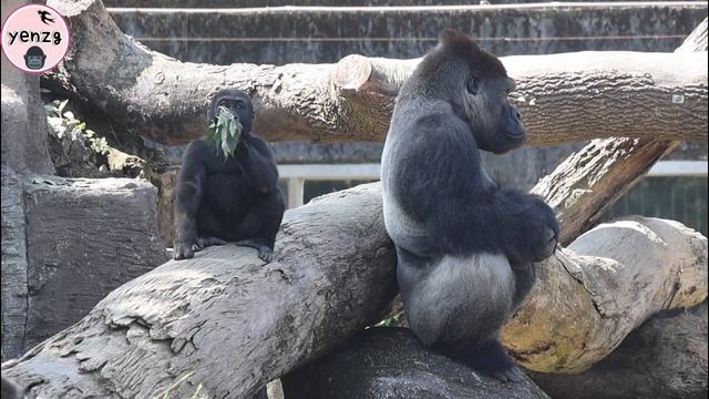 Gorilla Jabali,Ringo Enjoyed The Quietly Moment With Papa D’jeeco|金剛猩猩J,R和迪亞哥安靜時刻