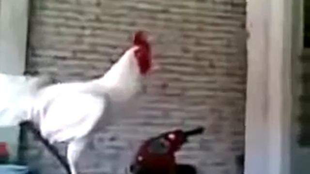 Петух смеется и хохочет смотреть онлайн