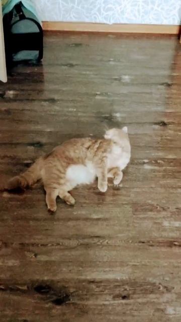 #понедельник #кошка #вислоухая #зайка #работа