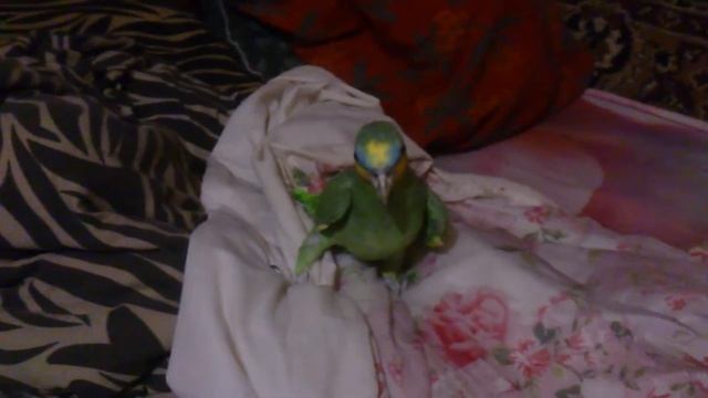 14_12_2016 Зеленый агр) смотреть онлайн