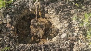 Посадка голубики в открытый грунт.