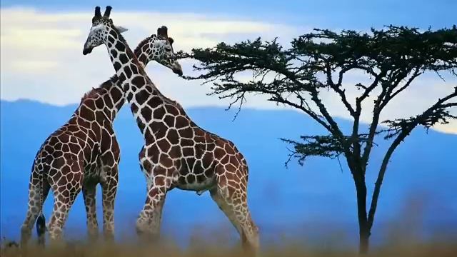 Daddy Mory   Je Sais Où J'irais