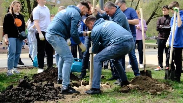 Красный клен, сосна и дуб: в Краснознаменском сквере высадят 50 саженцев смотреть онлайн