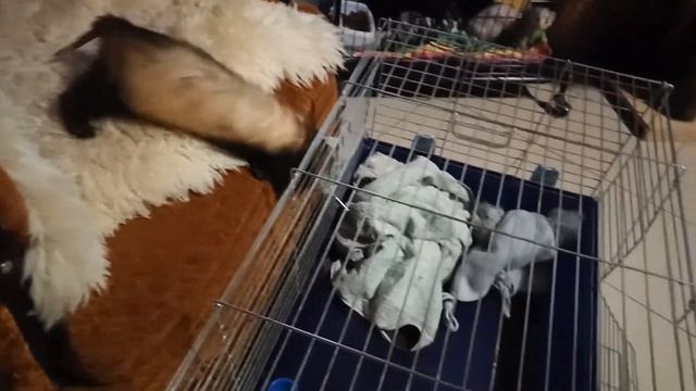 Любопытный смешной хорек бегает по дому смотреть онлайн