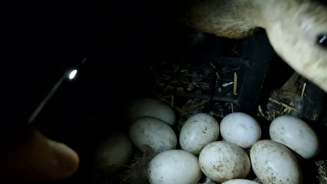 подрался с утками чтобы узнать- будут ли утята у бегунки?