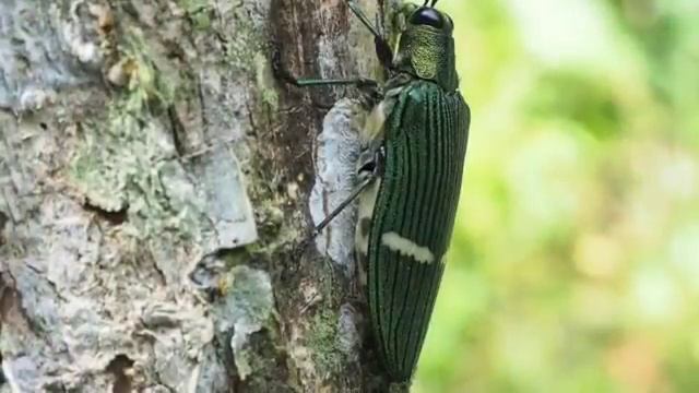 ハビロタマムシの威嚇  Threat Behavior Of Jewel Beetle