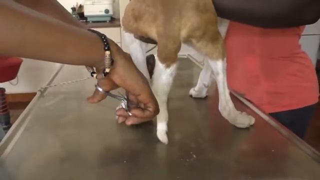 Remove mango worms from dog - Remove mango worms from dog skin Удалите манговых червей с кожи собак смотреть онлайн